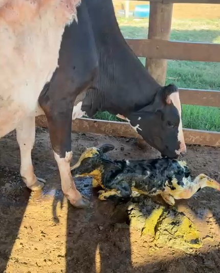 Equipe da Secretaria de Agricultura e Pecuária realiza atendimento em parto distócico de vaca